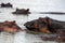 A herd of hippo (Hippopotamus amphibius) in a lake in Tanzania