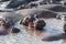 Herd of hippopotamus bathing