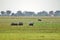 Herd of hippos grazing in Chobe National Park