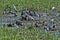 Herd of hippos with herons in swamp, Gorgongosa National Park, Mozambique