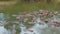 Herd of hippos in mara river at africa