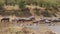 Herd of hippos rest and stand on the banks of the river cooled in the water