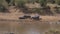 A Herd Of Hippos Rests Lying On The Beach And In The Water Of The Mara River