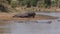 A herd of hippos rests lying on the beach and in the water of the Mara river 4k