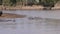 A Herd Of Hippos Rests Lying On The Beach And In The Water Of The Mara River 4K