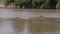 A Herd Of Hippos Rests Lying In The Water Of The Mara River 4K