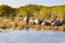 Herd of hippos sleeping, Isimangaliso Wetland Park, South Africa