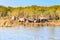 Herd of hippos sleeping, Isimangaliso Wetland Park, South Africa