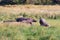 Herd of hippos sleeping, Kruger National Park, South Africa