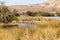 Herd of hippos sleeping, Pilanesberg National Park, South Africa