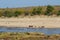 A herd of Hippos on tha Bank of a River Kruger