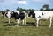 Herd of holstein cows