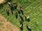 Herd of Holstein Friesian cows grazing on green pasture