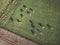 Herd of Holstein Friesian cows grazing on green pasture