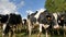 The Herd of Holstein Milk Cows Grazing on Pasture and Looking at the Camera During Warm Sunny Day in the Summer. The