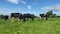 The herd of holstein milk cows grazing on pasture during warm sunny day in summer on blue sky background