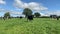 The herd of holstein milk cows grazing on pasture during warm sunny day in summer on blue sky background