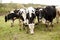 The Herd of Holstein Milk Cows Grazing on Pasture During Warm Sunny Day in the Summer. The Flies Sitting on the Animals