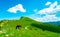 Herd of horse grazing at hill with beautiful blue sky and white clouds. Horse farming ranch. Animal pasture.  Landscape of green