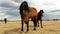 Herd of horses on autumn pasture