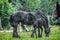 A herd of horses of a baby mare. Friesian horse with long mane walking free in the meadow