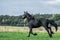 A herd of horses of a baby mare. Friesian horse with long mane walking free in the meadow