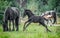 A herd of horses of a baby mare. Friesian horse with long mane walking free in the meadow