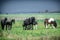 A herd of horses of a baby mare. Friesian horse with long mane walking free in the meadow