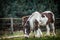 A herd of horses of a baby mare. Friesian horse with long mane walking free in the meadow