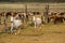 Herd of horses being rounded up to the corral.