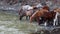 A herd of horses came to a watering place to a mountain river. Horses of different colors drink water in the spring on a