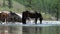 Herd of horses drink pure water on stone coast of Lake Hubsugul.