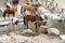 Herd of Horses Drinking From Stream