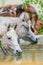 Herd of horses drinking water