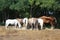 Herd of horses eating straw in field. Food