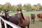 Herd of horses on farm