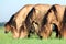 Herd of horses in field