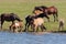 A herd of horses with foals drink water from a pond on a hot, summer day