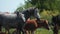 Herd of horses with foals grazes on large pastureland