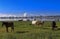 Herd of horses and foals grazing in freedom