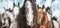 Herd of horses on frosty winter background with snow fall