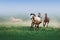 A herd of horses galloping in the mist on a neutral background