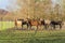 A herd of horses are gathered together. Variation in color, chestnut, brown, gray and black one-year-old stallions in a