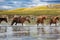 A herd of horses going through in Baikal lake