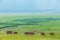 A herd of horses on the grassland