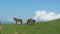 Herd of horses on grassland. Very long shot. Carpathians mountain pasture at summer. Horses grazing and walking on green