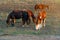 A herd of horses graze in a field fenced with live wire. Electric Shepherd