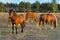 A herd of horses graze in a field fenced with live wire. Electric shepherd for small farms