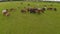 A herd of horses graze in a green meadow along the river