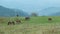 Herd of horses graze on green meadow among mountains. Christian cross near the forest. Wide shot, cloudy, foggy